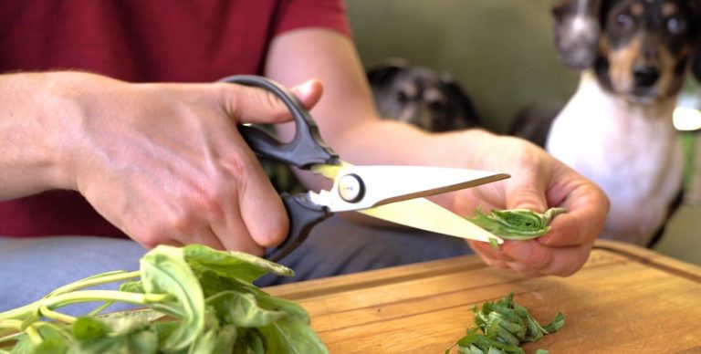 How To Properly Care For Kitchen Shears