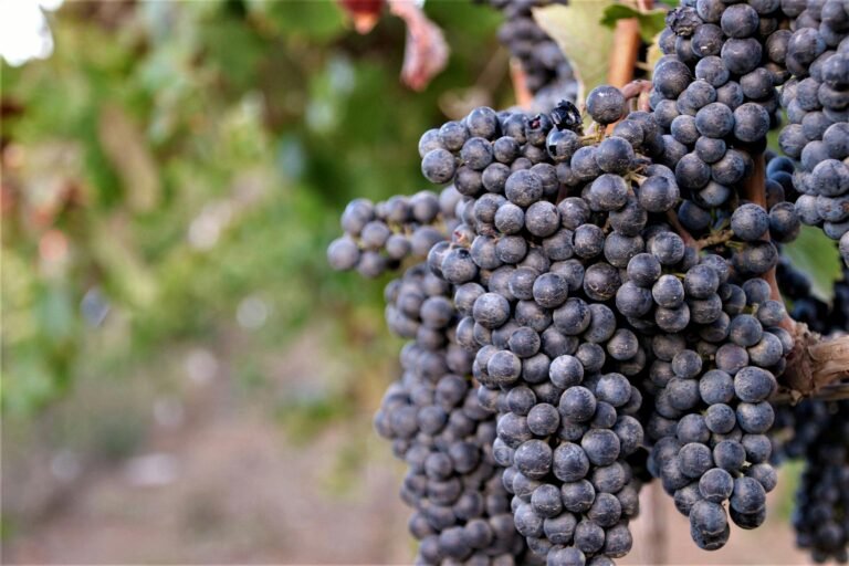 A Beginner’s Guide to Sustainable Australian Wine