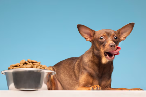 15 Smart Food Selection Habits That Also Improve Pet Food Choices
