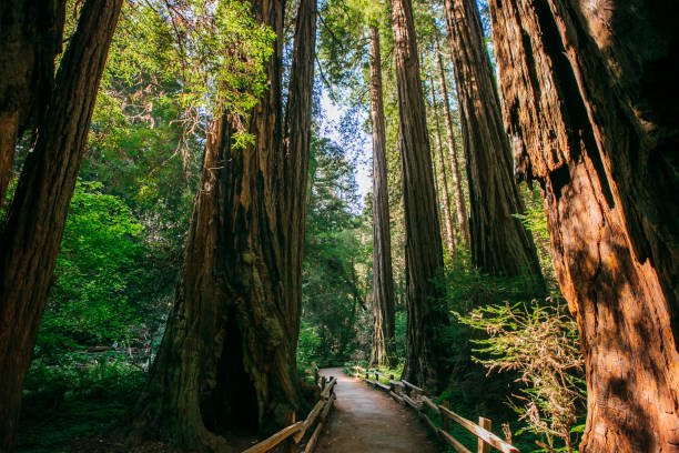 7 Things You Should Know Before Visiting Muir Woods and Wine Country